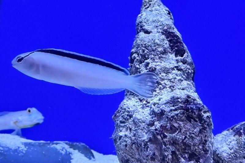 Smiths Disco Blenny - Meiacanthus smithi